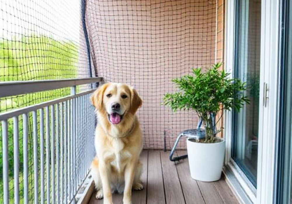 pet safety 1