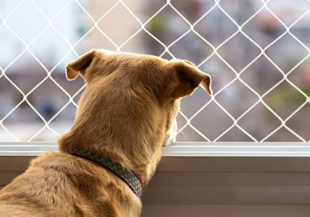 pet safety 2
