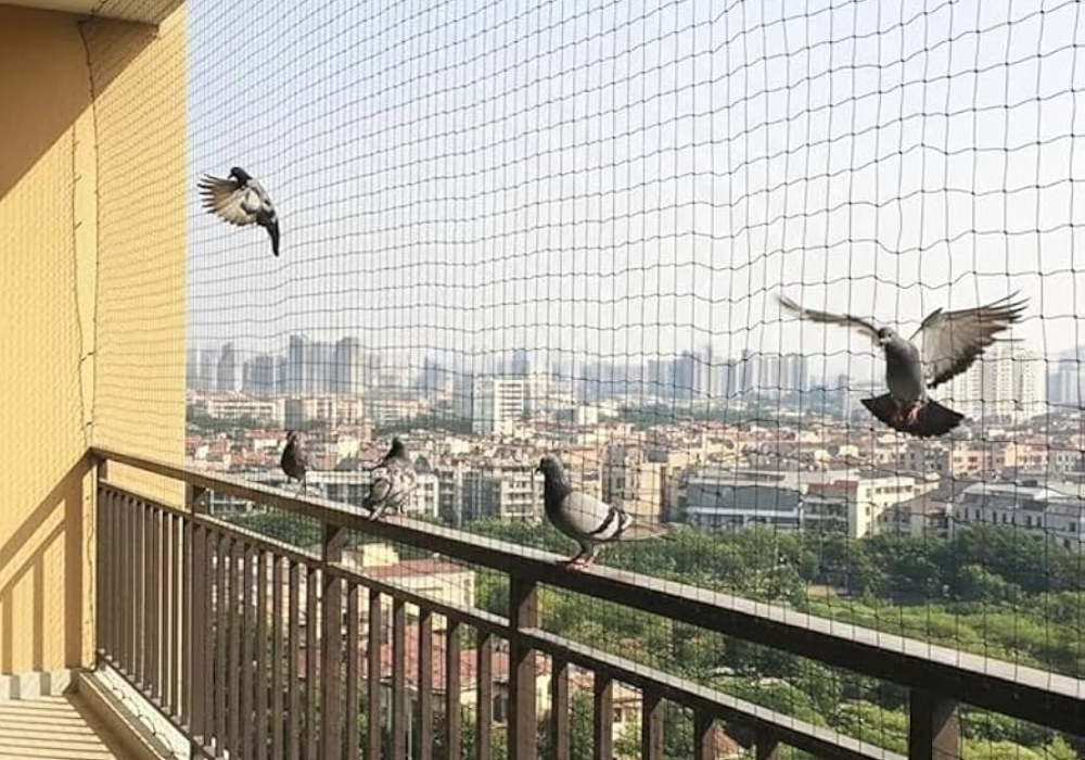 pigeon nets 1